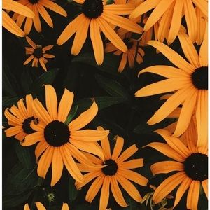 Meet your Posher, Adams